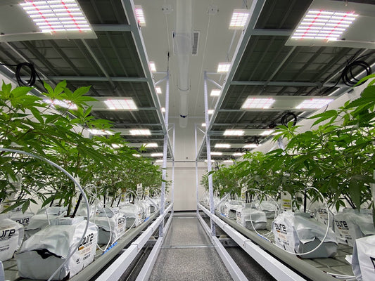 Breakthrough: Disinfectant Proven to Kill Hop Latent Viroid