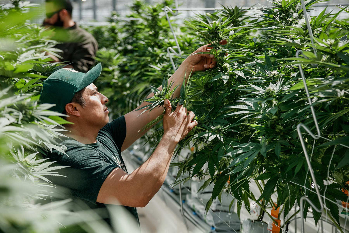 CULTIVATION