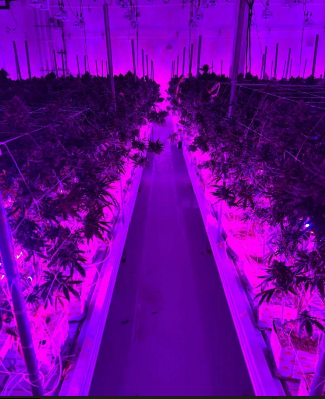 PURE HORTI-Max LED Interlight